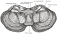 Profile Picture of Central lobuleon Wikipedia