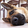 Profile Picture of German Shepherd Lover (@German Shepherd Lover) on Flickr