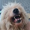 Profile Picture of Carlos Osterling (@@carlososterling0) on Tiktok