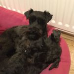 Profile Picture of Amy Boyd (@_amy_boyd_008) on Instagram