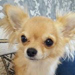 Profile Picture of Alvin 🐶🐾 (@alvin_chi_floyd) on Instagram