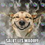 Profile Picture of james leveque (@jamesleveque) on Instagram