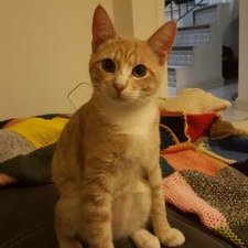 Profile Picture of Laurie_lucas (@laurielealucas) on Twitter