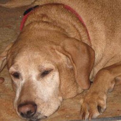 Profile Picture of Joe Sheline (@joesheline) on Twitter