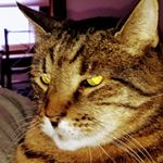 Profile Picture of Leslie Stringer (@lasstrin45) on Instagram