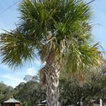 Profile Picture of Cindy Wren (@lucy7513) on Instagram