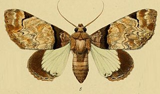Profile Picture of Amblyprora magnificaon Wikipedia