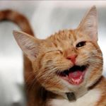 Profile Picture of Jodi McMahon (@keira.celt) on Instagram