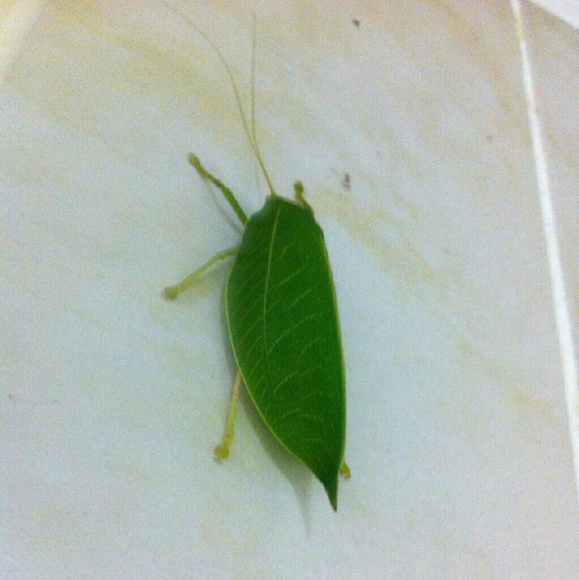 Profile Picture of Fareeha Shariff (@frito_s) on Poshmark