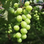 Profile Picture of Derek Chen (@jorhao) on Flickr