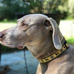 Profile Picture of Darwin Dawson (@darwindawg) on Instagram