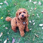 Profile Picture of Leo Joseph Billman (@leothecavapoo_) on Instagram