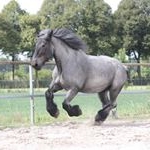 Profile Picture of Polly van Erp (@trekpaard_pol) on Instagram