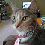 Profile Picture of Debbie Mcmahon (@littlemisstrouble25) on Instagram