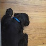 Profile Picture of Horse Lover (@katelynwooten102019) on Instagram