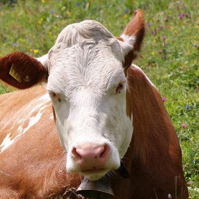 Profile Picture of Brian Boquist’s Cow  🐄 (@BrianBoquistCOW) on Twitter