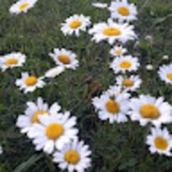 Profile Picture of Gina Harshaw (@ginaharshaw) on Poshmark