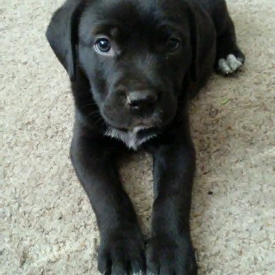 Profile Picture of Charles Willoughby (@Charles58677132) on Twitter