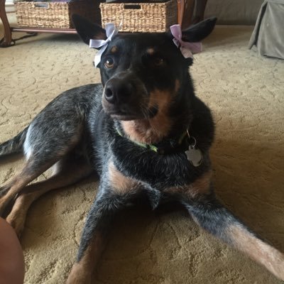 Profile Picture of Susan Ensor (@SusanEnsor) on Twitter