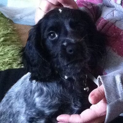 Profile Picture of Milo Davis-Felstead (@MiloTheDog_) on Twitter