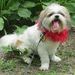 Profile Picture of Paulette Hacker (@hnjdoglover1) on Pinterest