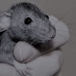 Profile Photo of Amy Kruse (@ratties2love) on Instagram