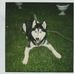 Profile Picture of Baxter Bell (@Baxter-Bell) on Facebook