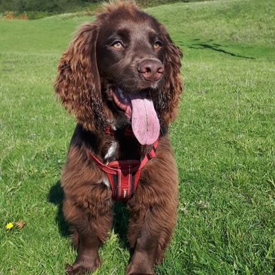 Profile Picture of LeaveOnlyFootprints - North Wales Beaches (@CathyCliff2) on Twitter