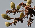 Profile Picture of Boswellia serrataon Wikipedia