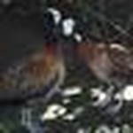 Profile Picture of Brandy Alexandra Pappas (@b alexandra pappas) on Flickr