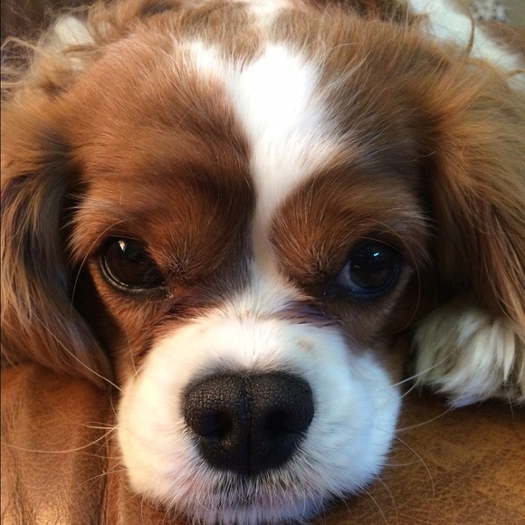 Profile Picture of Caitlin Konicek (@ckonicek) on Poshmark