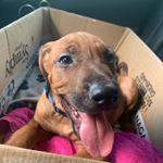 Profile Picture of Rudy Willis (@rudy_tartan_willis) on Instagram