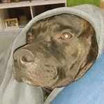 Profile Picture of Brutus e Billy 🐶 (@billy_brutus_dog) on Instagram