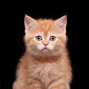 Profile Picture of Nilofar Shaikh (@nilofarshaikh6636) on Youtube