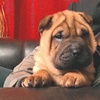 Profile Picture of leon.shar.pei (@@leon.shar.pei) on Tiktok