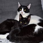 Profile Picture of Hughie and Salem (@tsitsinakia) on Instagram