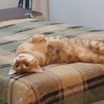 Profile Picture of Ögeday Önay (@kilgenmus) on Instagram
