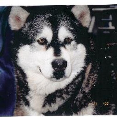 Profile Picture of Todd Sheehan (@PBGMalamutes) on Twitter