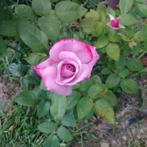 Profile Picture of Sherry Frisby (@frisby_sherry) on Twitter