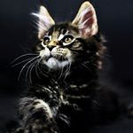 Profile Picture of Jimmy Webber (@jommy14) on Instagram