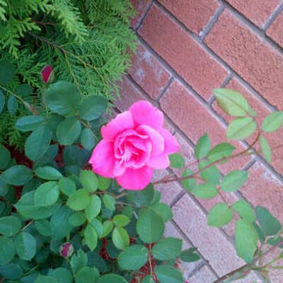 Dawn Durant - Twitter Profile Picture of Dawn Durant (@DurantDawn) on Twitter