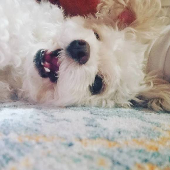 Profile Picture of Luis Jadan merchan (@peluchin_ec74) on Poshmark