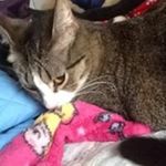 Profile Picture of Casey Carrow (@kittylynnanimalgirl2000) on Instagram