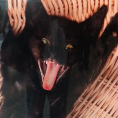 Profile Picture of Tony Abbott's Cat (@TonyAbbottsCat) on Twitter