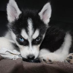 Profile Picture of Laurie Charles (@pti_bleu) on Twitter