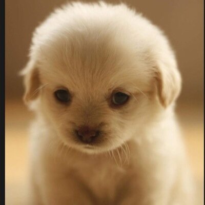 Profile Picture of Josh Terwilliger (@@JoshTerwilliger) on Twitter