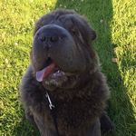 Profile Picture of Norman Smith (@normanthebear1) on Instagram