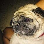 Bruce Mishra - Instagram Profile Picture of Bruce Mishra (@bruce_dogie_mishra) on Instagram