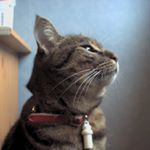 Profile Picture of Ivan Micheli (@adam_spielmann) on Instagram