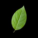 Profile Picture of Evans Derek Muhango (@evans.derek.muhango) on Facebook